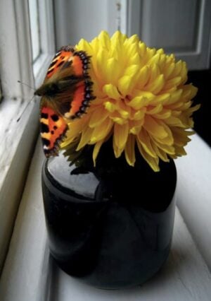 Petite Prayercard 112 (Text): Dahlia with Butterfly