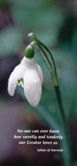 Contemplation 118: Snowdrop