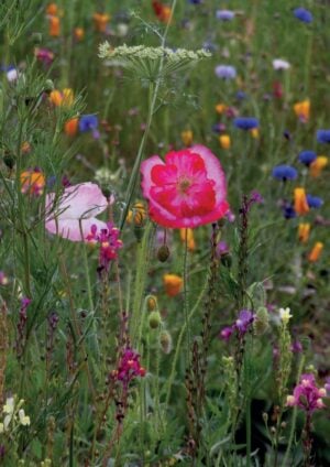 Fleur 153 (Happy Birthday): Wildflowers