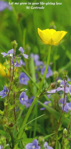 Contemplation 121: Buttercup