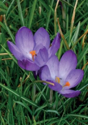 Petite Prayercard 118 (Text): Crocuses