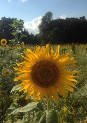 Fleur 157 (Happy Birthday): Sunflower Field