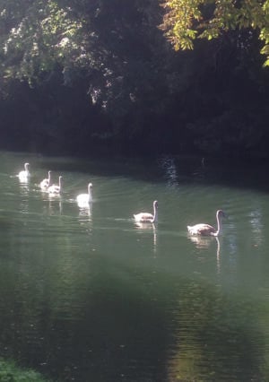 Petite Prayercard 119 (Text): Swans and Cygnets