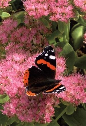 Petite Prayercard 89 (Text): Red Admiral Butterfly