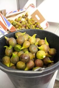 A bumper crop of figs