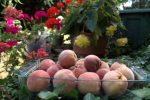 A good summer for our peach tree