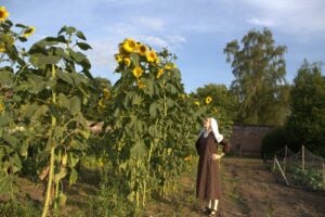 Sunflowers2