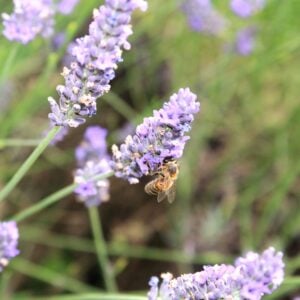 Honeybee in our garden