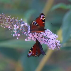 Peacock butterflies on Buddleia