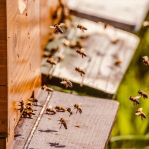 Beehive
