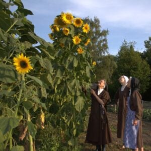 Giant sunflowers